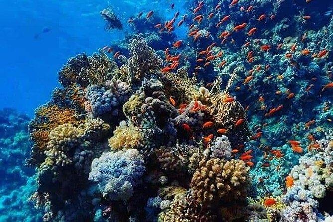Dolphin House Snorkeling Trip from Hurghada