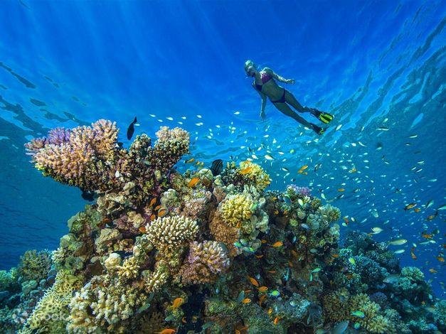Ras Mohammed National Park & White Island Cruise