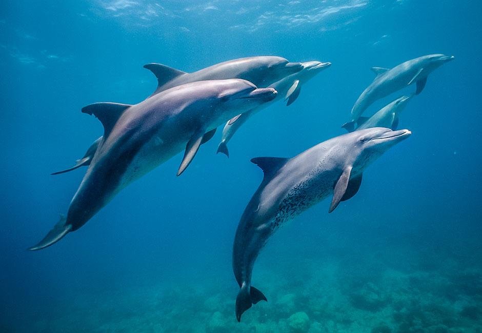Dolphin House Snorkeling Trip from Hurghada