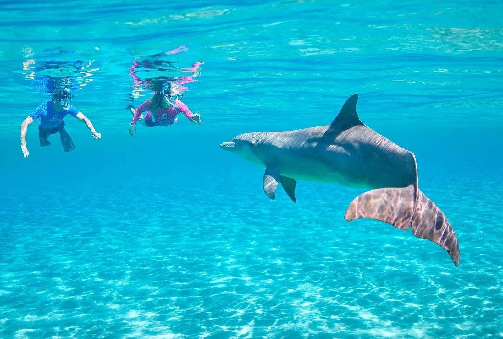 Dolphin House Snorkeling Trip from Hurghada
